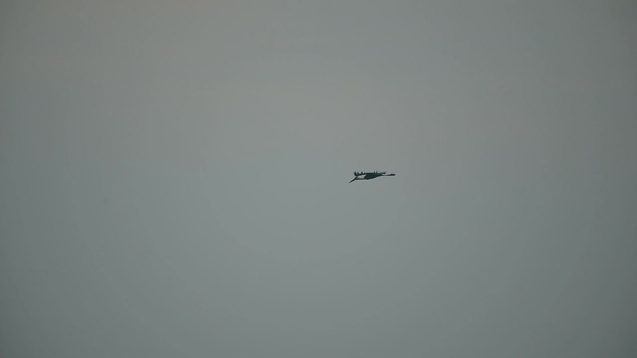 아침 에 날아다니는 털 목 의 호랑이