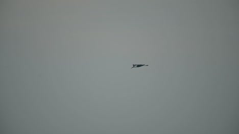 la cigüeña de cuello lanudo volando por la mañana