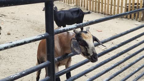 goats in a pen