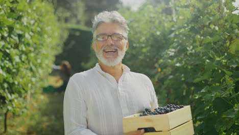 man harvesting grapes in vineyard