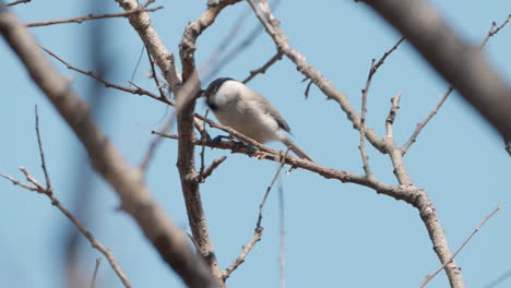 marsh tit bird pecking spring buds on leafless branch against blue sky