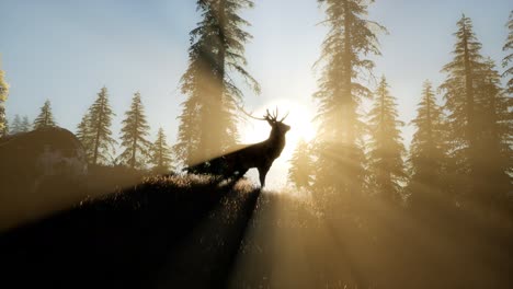 Deer-Male-in-Forest-at-Sunset