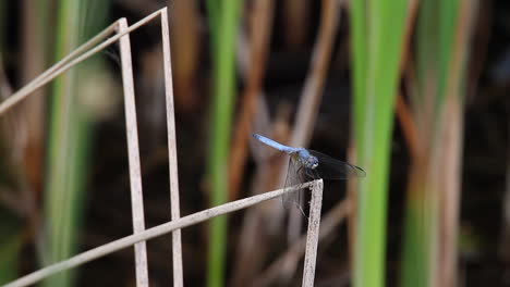 blue dragonfly on marsh reed wags head side to side, defocused back