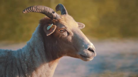 Goat-moving-on-rocky-terrain-in-sun,-close-up-tracking-shot