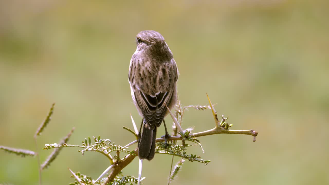 toma de seguimiento de una charla de piedra africana femenina