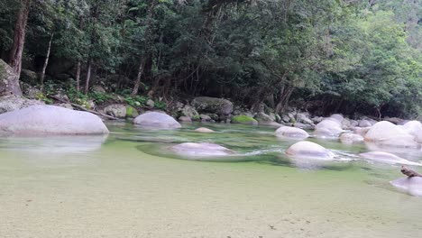 a tranquil creek flows through the lush daintree rainforest, showcasing smooth rocks and vibrant greenery under soft natural light