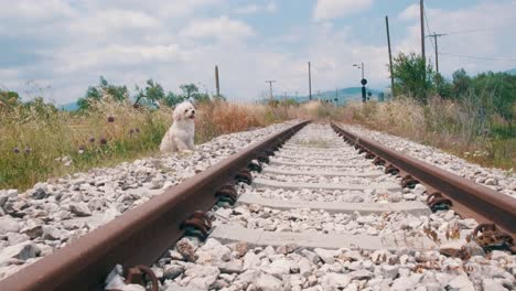 small doggy sitting and running next to the train tracks