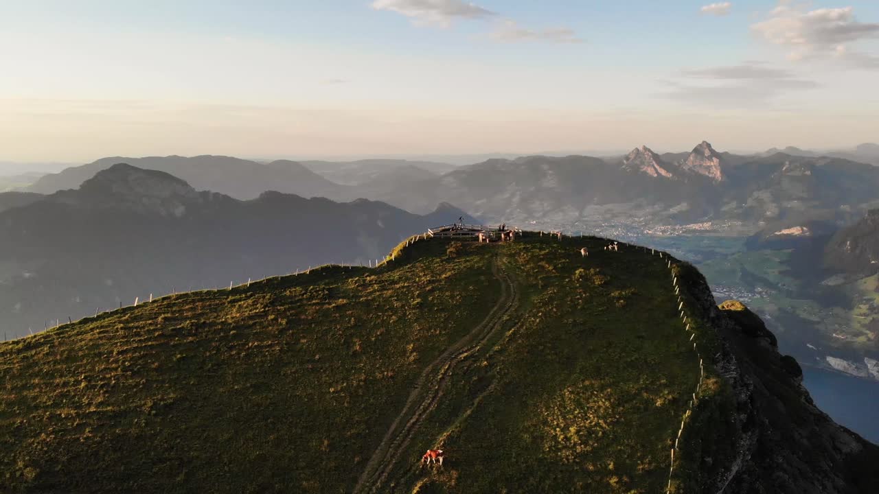 Aerial flyover around Niederbauen Chulm in Uri, Switzerland with a view of cows grazing and mountain peak's tall cliffs above Lake Lucerne