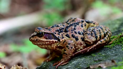 common european frog with blurry background