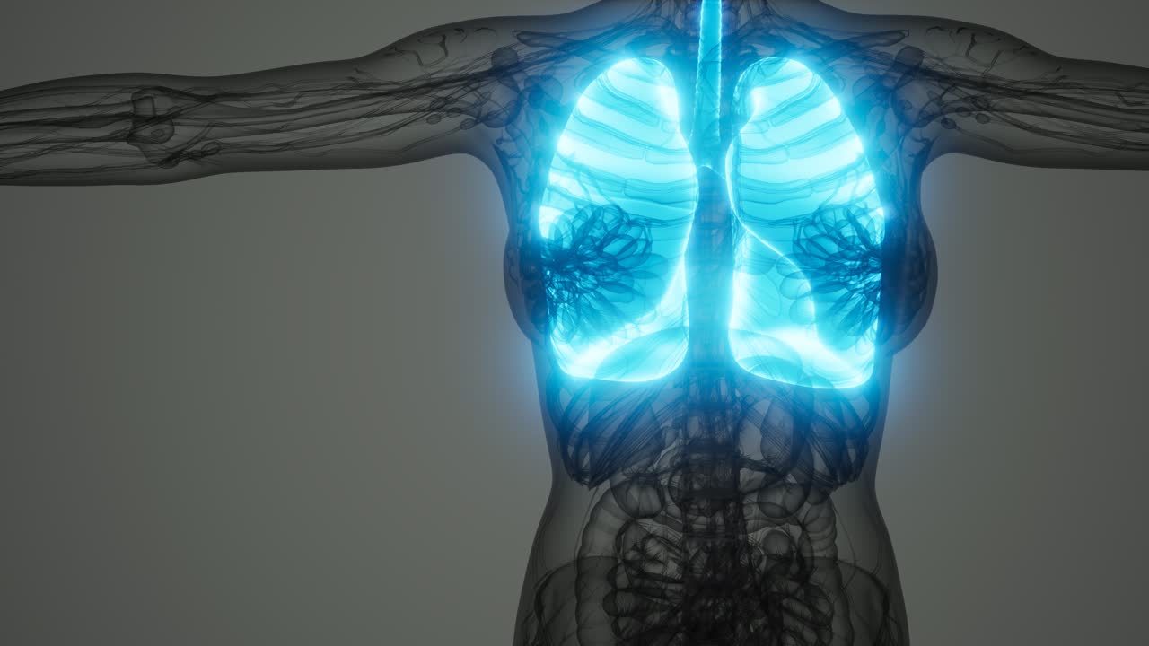 인간 폐의 과학 해부학 스캔