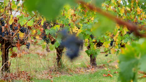 Schwerpunkt-Übergang-Von-Reifen-Trauben,-Die-Bereit-Sind,-Geerntet-Und-Zu-Wein-Verarbeitet-Zu-Werden