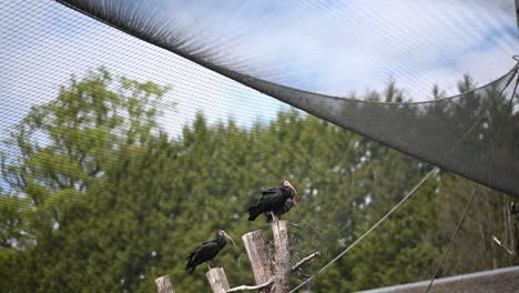 Nördliche-Glatzkopf-Ibis-Vögel,-Die-Auf-Einem-Holzpfahl-In-Der-Wildnis-Ruhen