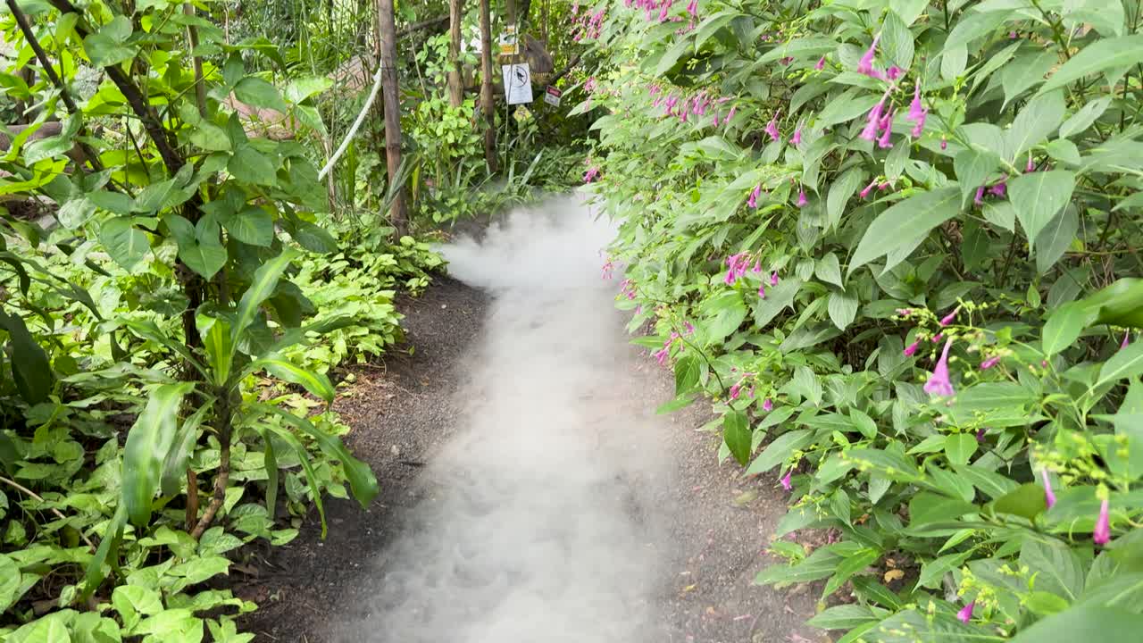 Camera moves along mist-covered garden path surrounded by dense green plants and purple flowers