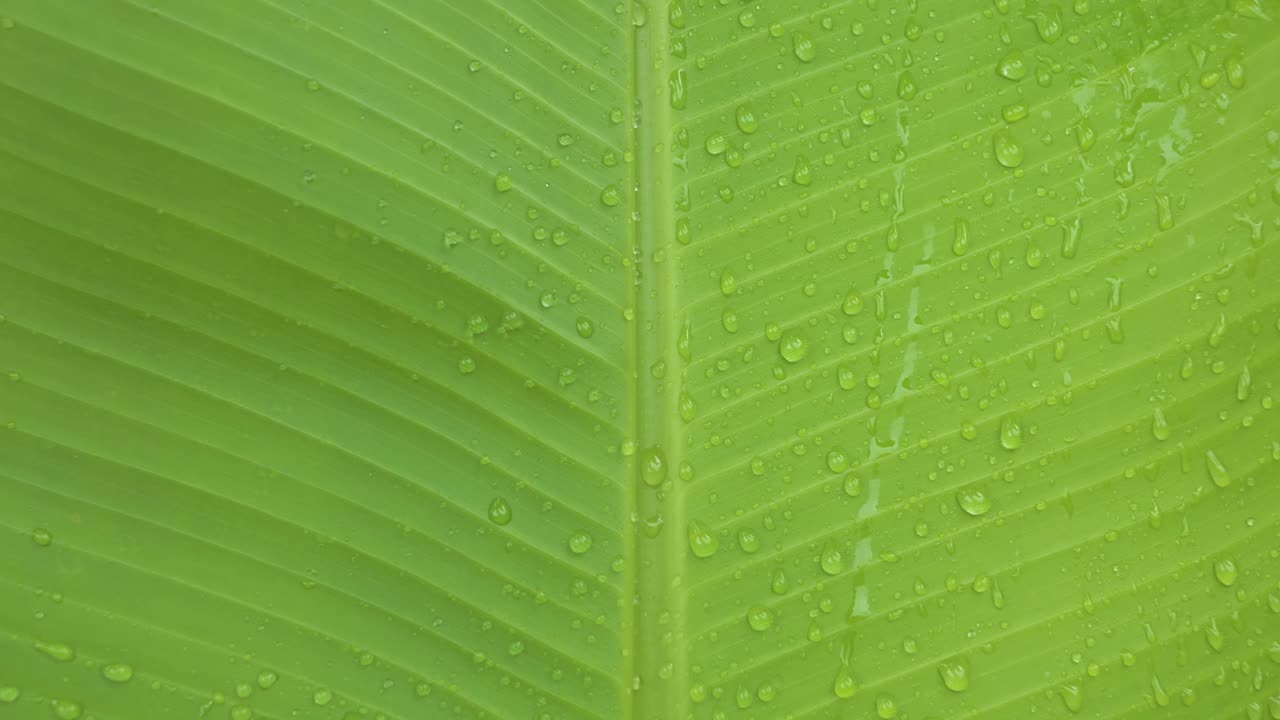 gotas de rocío sobre la superficie de una gran hoja de plátano, toma macro con movimiento hacia arriba