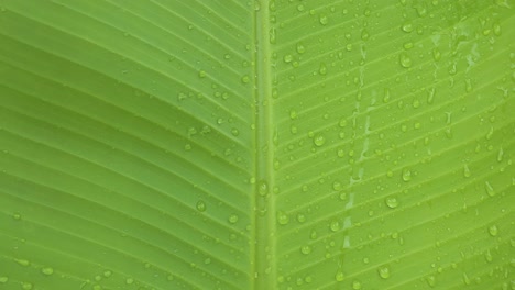 gotas de rocío sobre la superficie de una gran hoja de plátano, toma macro con movimiento hacia arriba