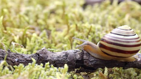 Snail slowly creeping along on green moss