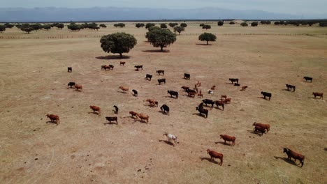 vacas pastando en un prado seco español