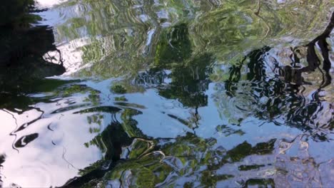 close up of the reflection on the water of a cenote in tulum mexico