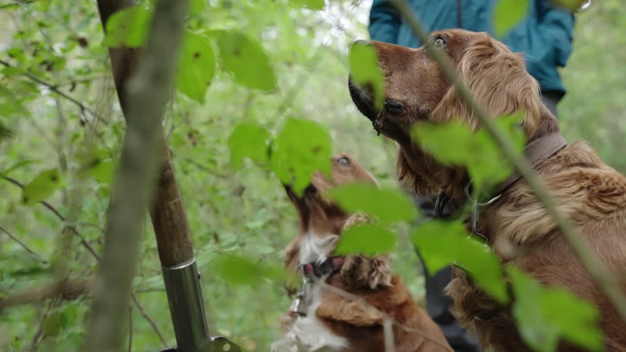 Trained Dogs Hunting For Truffles In The Forest. - closeup shot