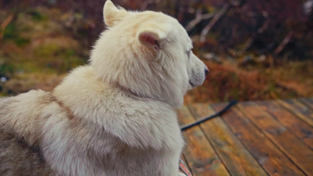 White Alaskan Malamute Dog Resting On The Porch With Nature Background. Close-up Shot