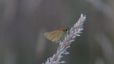 Pequeña-Mariposa-Skipper,-Thymelicus-Sylvestris-Descansando-Sobre-La-Cabeza-De-Hierba