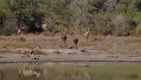 a group of impala antelopes are gathering near the water pond, lake or a river to drink