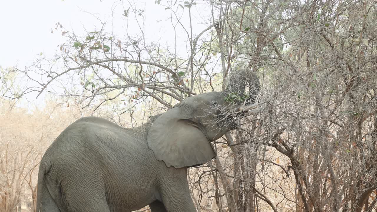 Medium shot of an African elephant reaching high into a tree with its trunk to get some leaves, Mana Pools, Zimbabwe