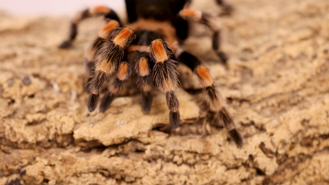 A tarantula reacts to a human finger approaching on a textured bark surface, showcasing natural behavior and interaction