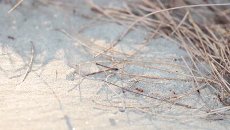 ant colony activity captured over sandy terrain