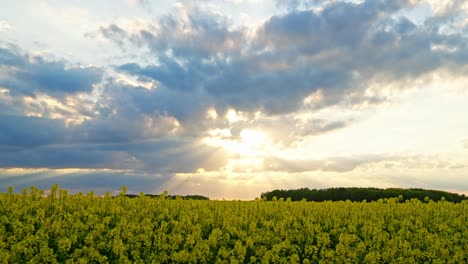 beautiful canola flower field captured at sunset under a dramatic cloudy sky. sun rays pierce through the clouds, creating a peaceful rural landscape with golden hues and natural beauty.
