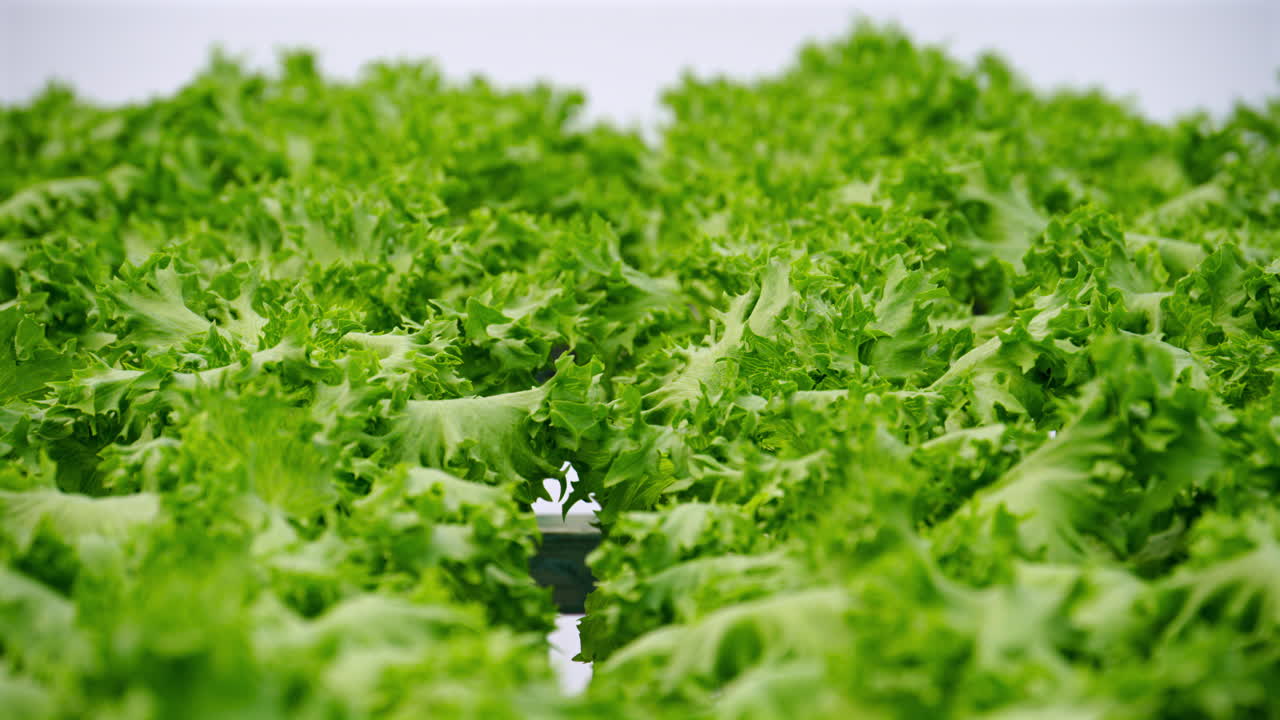Leaf lettuce grown with the Hydroponic method in a greenhouse