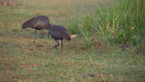 Un-Grupo-De-Ibis-Africanos-Forrajeando-A-Lo-Largo-De-Las-Orillas-Del-Lago-Victoria