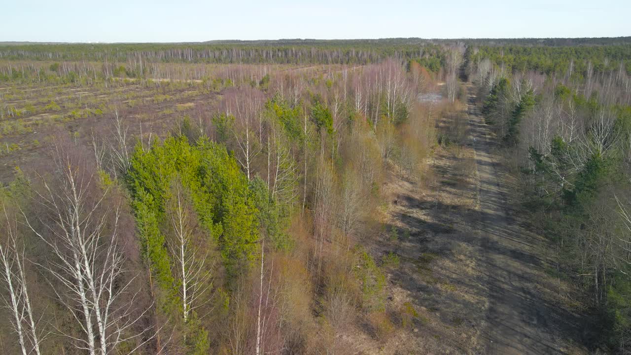 Aerial drone footage lowering down towards the ground and revealing a spring or autumn forest with a muddy road or a pathway between the tall green trees during a sunny day. Tiretrack visible on road.