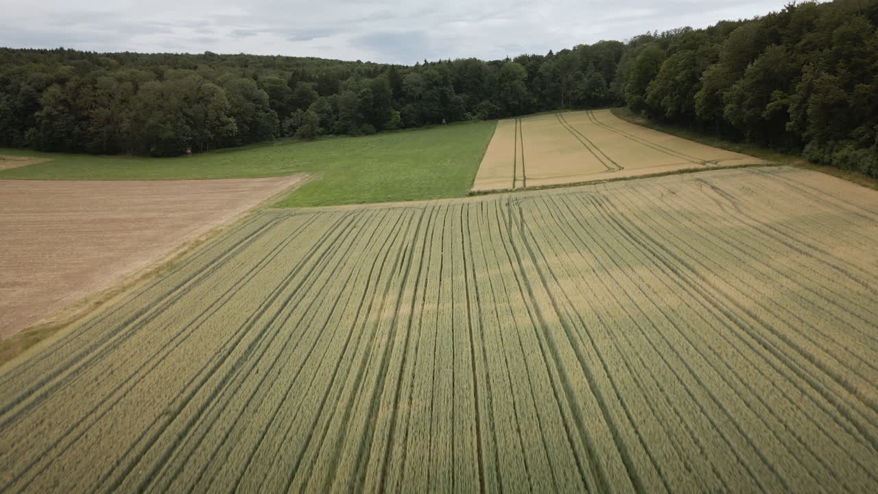 Eine Drohne bewegt sich in geringer Höhe über Traktorspuren in einem goldenen Weizenfeld vorwärts und rast unter bewölktem Sommerhimmel auf einen dunkelgrünen Waldrand zu