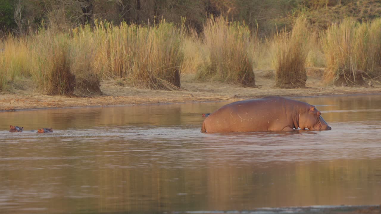 Flodhest vasser i elven i Kruger nasjonalpark, Sør-Afrika, mens to andre flodhester holder seg nesten nedsenket. Rolig dyrelivsscene med siv og mykt kveldslys
