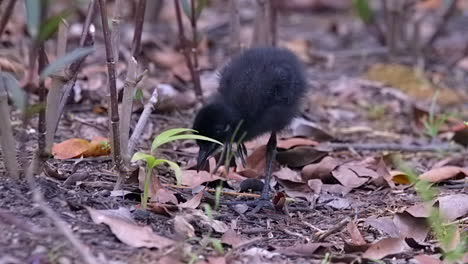 White-Breasted-Waterhen-Chick-Looking-For-Food---Close-Up-Shot