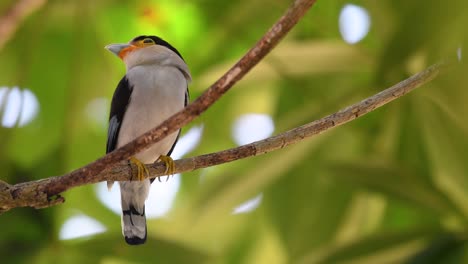 the silver-breasted broadbill is a famous bird in thailand, both local and international