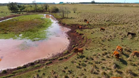 un avión no tripulado se acerca a las vacas que pastan en un entorno natural, capturando la belleza idílica e intacta de los paisajes rurales de américa del sur