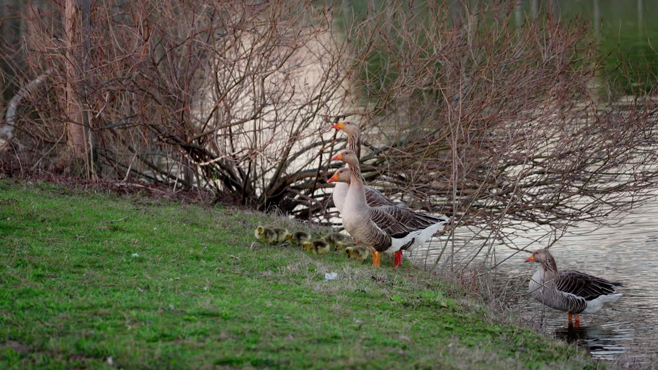 Ripresa in slow motion di ochette con i genitori vicino allo stagno in primavera.