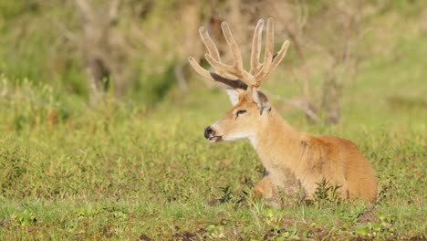 Marsh-Deer--sits-alone-resting-in-marsh