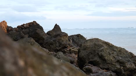 slow-motion long shot of a monkey sitting on a rock in kuta, lombok, indonesia