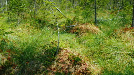 View-From-The-First-Person-On-A-Picturesque-Swamp-Among-Moss-Marsh-And-Dried-Trees-Pov-Video