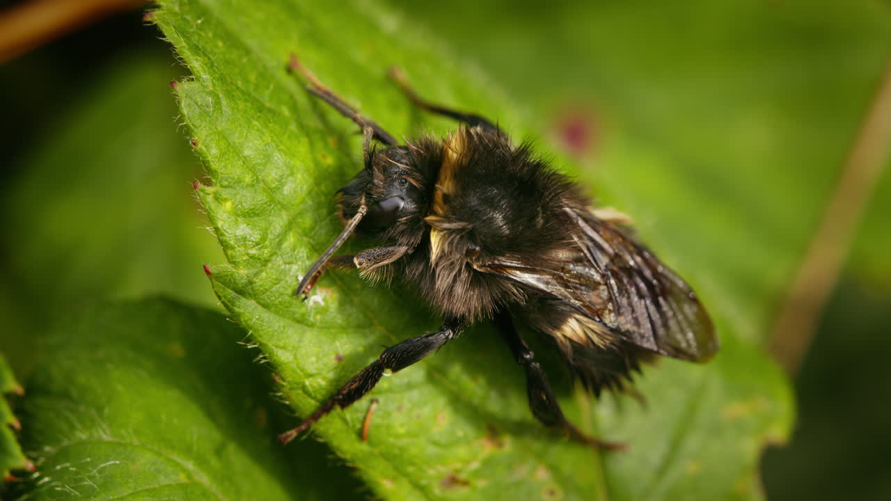 Wet bumblebee on leaf in nature. Macro bee