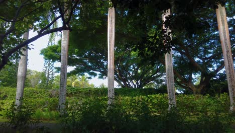 4K-Hawaii-Kauai-wide-shot-pan-from-right-to-left-of-a-line-of-tall-trees-among-other-trees-and-bushes
