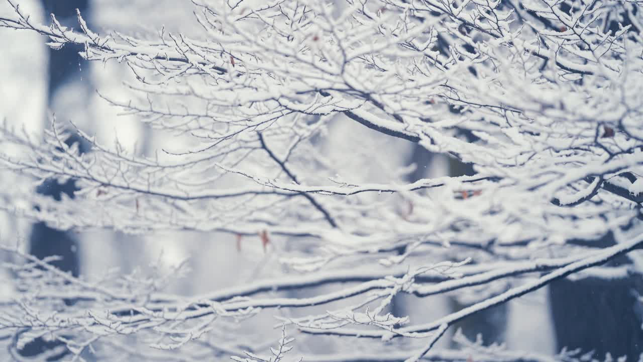 너도밤 나무의 어두운 얇은 가지에 밝은 새하얀 첫 눈
