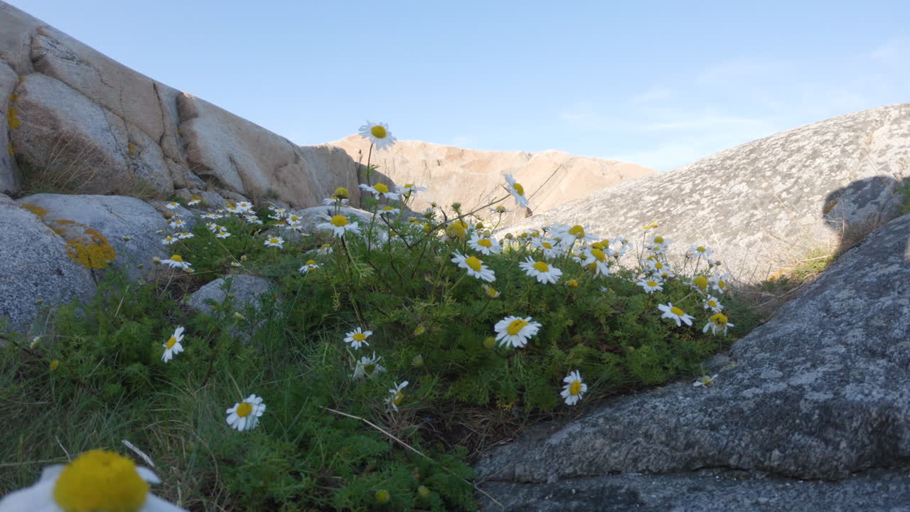 движущийся снимок 4k группы цветков маргаритки в ясный летний день