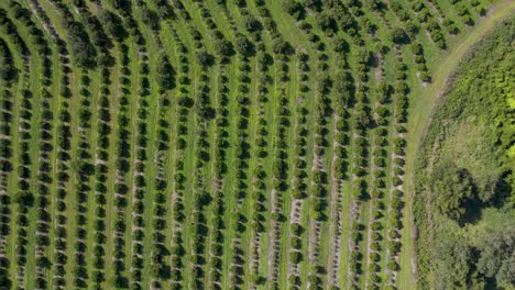 Aerial-view-of-rows-of-orange-trees-on-citrus-grove