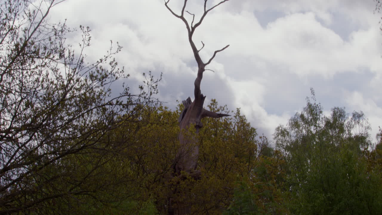 Tilting wide shot of the stag tree at Sherwood Forest