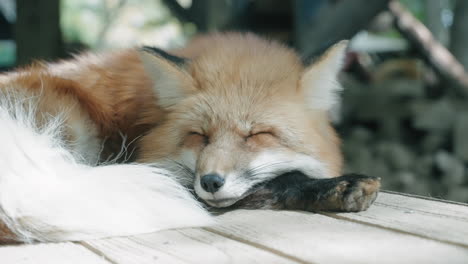 zorro rojo durmiendo en su refugio en zao fox village en miyagi, japón