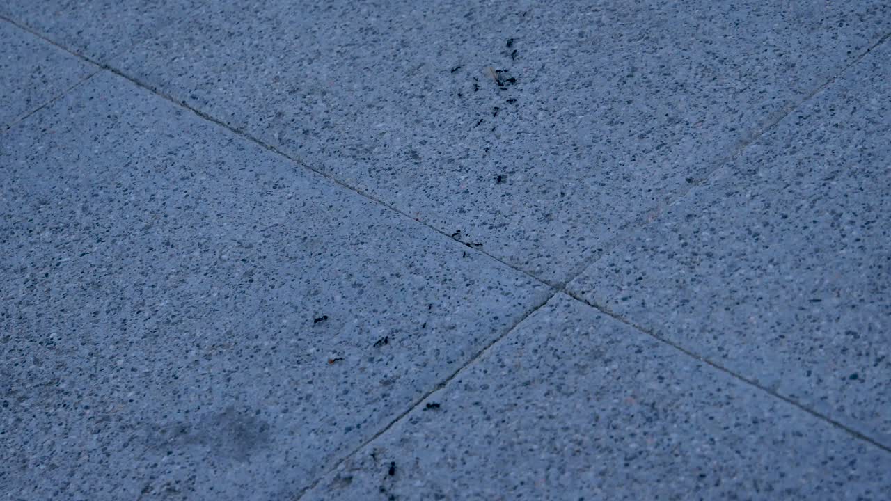 보도에 개미의 지저분한 행